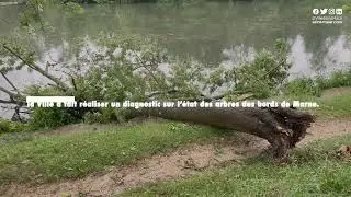 Patrimoine arboré des bords de Marne : une campagne d'entretien et de protection