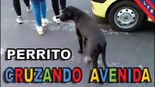 PERRITO CRUZANDO PELIGROSA AVENIDA