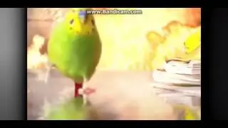 Попугай~
