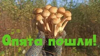Опята. Грибалка в Подмосковье. Где искать и как собирать?