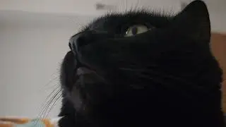 House panther purring