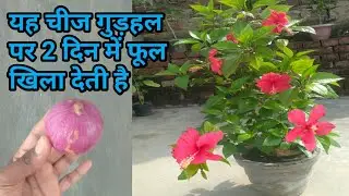 नर्सरी वाले यह चीज डालकर,गुड़हल पर 2 दिन में ढेरों फूल खिला देते हैं