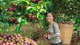 Harvest Mangoteens - goes to the market sell | Gardening & Cooking | Emma Daily Life
