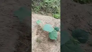 Parreira de pepino com bambu gigante