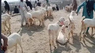 natural animal meeting|cow bull and buffalo|