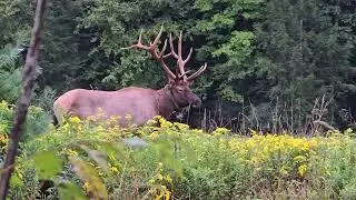 Wild Beauty:  Bull Elk at Kettle Creek
