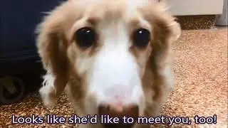Blondie: Senior Pet on the Move!