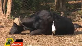 UGANDA EKKULA AA-Embogo