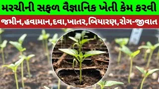 મરચીની ખેતી કેવી રીતે કરવી/marchi ni kheti cultivation of chilli/મરચાનું વાવેતર #chilli@Kheti_walee