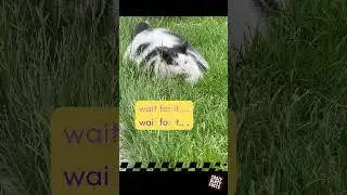 Wait For It... Super Mario Kart Cat 🏎️😹 | 