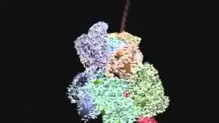 DNA transcription