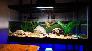 40 Gallon BABY TURTLE Tank Setup!!!