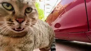 Кошачий замес под музыку (GoPro)
