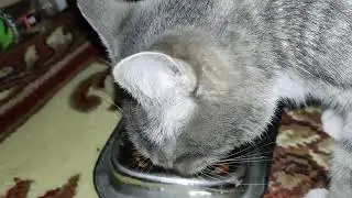 как смачно чавкает