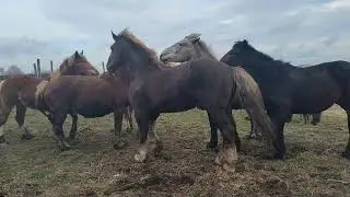 Жеребец поймал Вишню