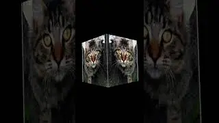 For /@AB7CATS_COOL_TY  #tigercats #cats #pitbulls #huskypuppy #edit #template