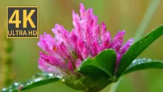 Plant toadflax, Hops, Clover in 4K video