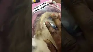 Calming an aggressive pet 🐶 #dog #shihtzu #viral #trending #trendingshorts #viralshorts #shorts