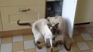 Cats Tasso and Iggy searching for food.