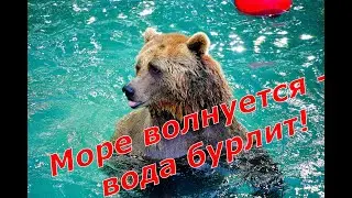 Море волнуется - вода бурлит!  Медведь в бассейне.