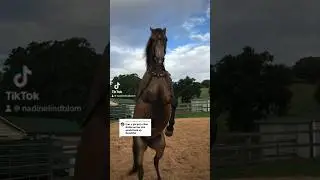 🔥🔥⚔️ #warhorse #libertyhorsemanship