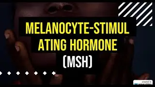 Melanocyte Stimulating Hormone (MSH overview)