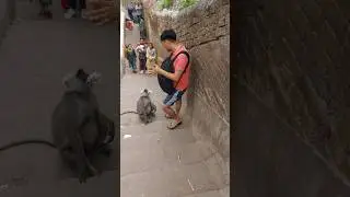 Jai Hanuman gyan gun sagar  #shorts #monkey