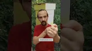 Народный улей Варрэ. Почему при осмотре Народного улья пчёлы страдают меньше