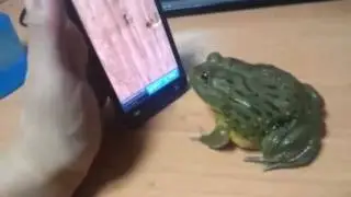 Жаба играет на Iphone