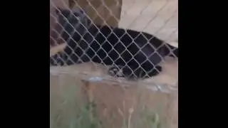 Man Blows On Panther Paws - VINE