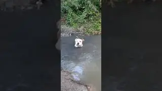 Водные процедуры Брута