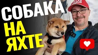Собака на яхте: безопасность, советы, гаджеты и спасательные средства