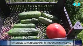 Экологичные овощи в теплицах Ниноцминды.   Էկոլոգիապես մաքուր բանջարեղեն Նինոծմինդայի ջերմոցներում