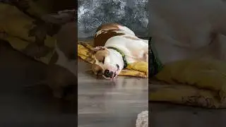 Активный стаффорд #shortvideo #собака #staff #юмор #стаффорд #стаффордширскийтерьер #pets #puppy