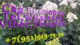 3 types of pruning