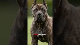 Partie 3. Trois des chiens les plus dangereux du monde 😱