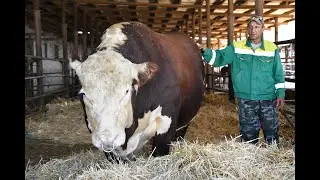 Быки на откорме. Быки Герефорды. Быки самые большие. Быки и коровы.