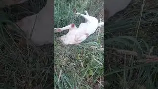 чемпионка по валянию #alabaidogs #алабай