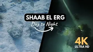 Diving Shaab El Erg by Day and Night