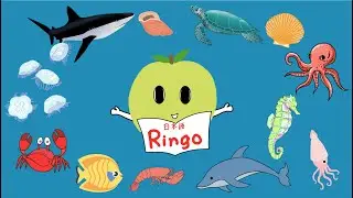 JP7 - うみのいきもの- SINH VẬT BIỂN - HỌC TIẾNG NHẬT CÙNG VỚI RINGO |#TIẾNGNHẬTTRẺEM　#nihongo #hoccungringo