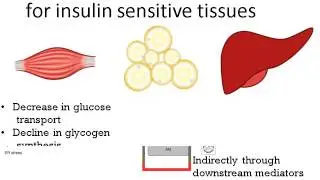 192-Obesity & Insulin Resistance