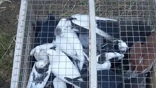 #Pigeons