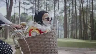 4k Tracking With Happy Chihuahua Dog In Basket Of Bicycle Stock Video   Download Video Clip Now   iS