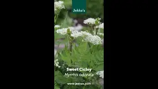 Jekka Herb Stories: Sweet Cicely, Myrrhis odorata.