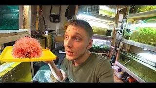 КОРМЛЕНИЕ РЫБ ТРУБОЧНИКОМ!!! ЖИВОЙ КОРМ ДЛЯ РЫБОК!!!
