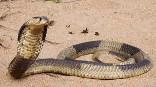 Banded shouted cobra from  Crocodile city and replite park South Africa 🇿🇦