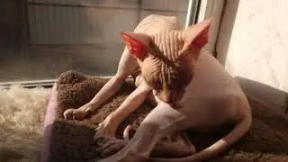 Крыся умывается