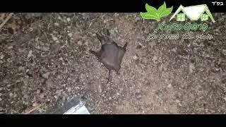 4 5854831613258500070