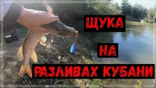Щука на разливах р.Кубань.