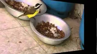 bem-te-vi1